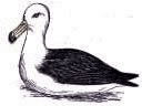 Laysan Albatross