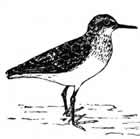 Baird's Sandpiper