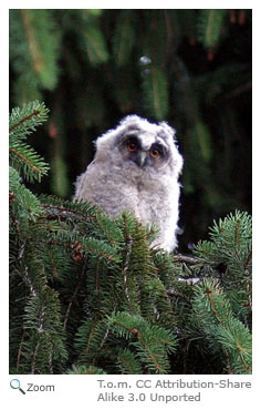 Long-eared Owl