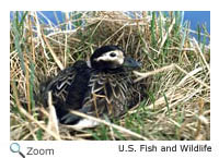 Long-tailed Duck