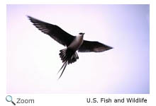 Long-tailed Jaeger