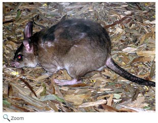 Malagasy Giant Rat