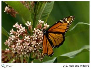 Monarch Butterfly