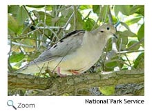 Mourning Dove