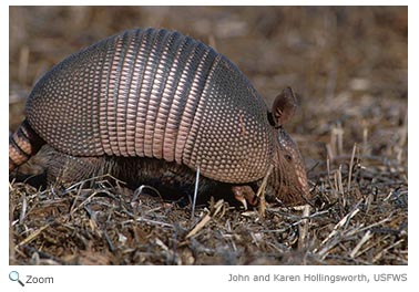 Armadillo