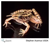 Northern Leopard Frog