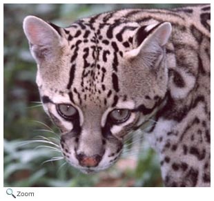 Ocelot