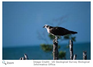 Red-tailed Hawk