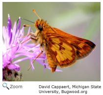 Peck's Skipper