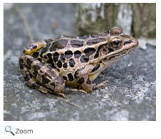 Pickerel Frog