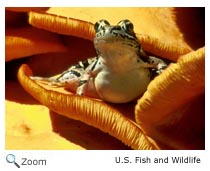 Pickerel Frog