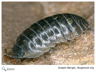 Pill Bug