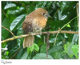 Moustached Puffbird