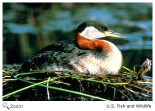 Red-necked Grebe