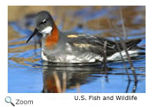 Red-necked Phalarope