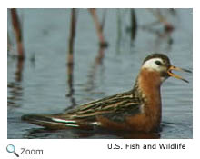 Red Phalarope