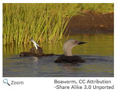 Red-throated Loon