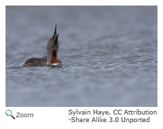 Red-throated Loon