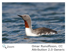 Red-Throated Loon