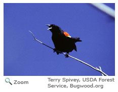 Red-winged Blackbird