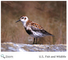 Rock Sandpiper