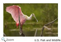 Roseate Spoonbill