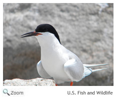 Roseate Tern