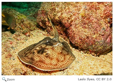 Tunicate Colony