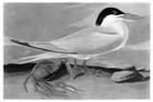 Royal Tern