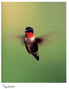 Ruby-throated Hummingbird