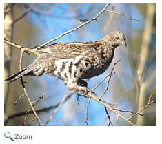 Ruffed Grouse