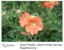 Scarlet Globe Mallow