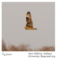 Short-eared Owl