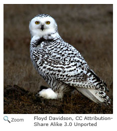 Snowy Owl