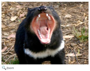 Tasmanian Devil