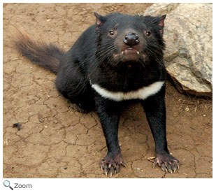 Tasmanian Devil