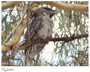 Tawny Frogmouth