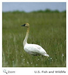 Tundra Swan