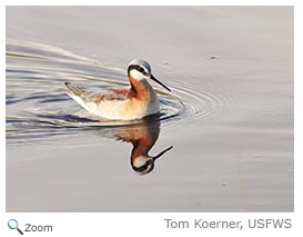 Wilson's Phalarope