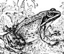 wood frog