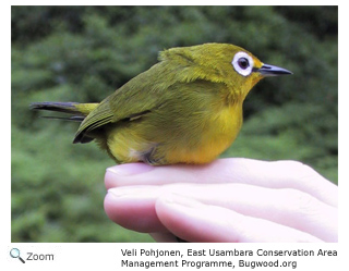 yellow white-eye 